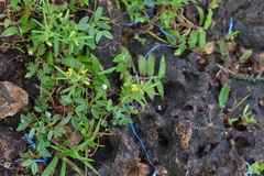 Polygala elongata